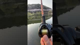 shimano scorpion dc automatic topwater cast