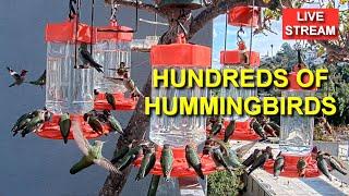 Live Hummingbird Feeder Cam, Bird Feeder, Simi Valley, California