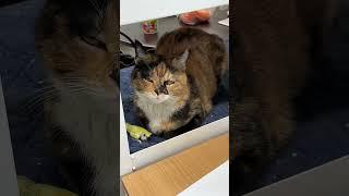 고양이 눈인사 체험하기️ #카오스냥 #tortiecats #사무실고양이