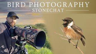 Bird Photography (Stonechat) - Sigma 150-600mm Contemporary