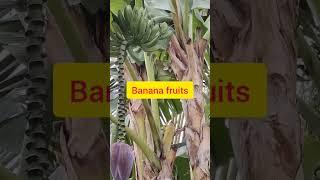 #banana fruits#fypyoutube #puso ng saging#satisfyingvideo