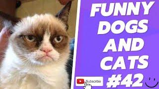 Funny Animal Videos 2022  Best Dogs And Cats Videos  # 42