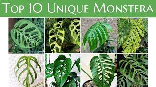 Top 10 Unique Monstera You Must Have