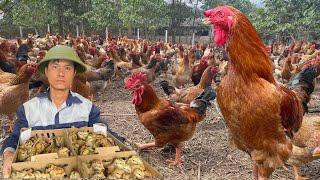 165 days: Start a business with a free-range chicken farming model - poultry farming