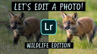 My Editing Workflow! Adobe Lightroom Tips and Tutorial (Cute Animals Not Included)