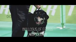 Mollosus of Epirus "Neoptolemos"