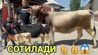 ИБРОХИМ ДАН КУШЛИ ШВЕД ОЛА СИГИРЛАР БУГОЗЛАР КЕЛДИ СОТИЛАДИ SOTILADIGON SIGORLAT 6 сентября 2024 г