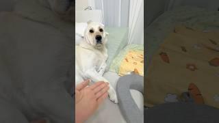 발사탕하다 걸린 대한이 #retreiver #강아지일상 #발사탕 #모른척 #안한척