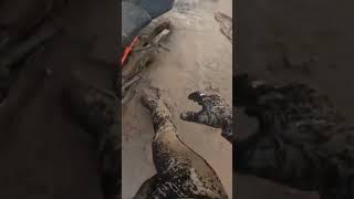 #2022 #viral #blog #rider #videos #2023 #south #aryan #aaryanshah #shorts #short #yuotubeshorts