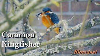 🟢 Kingfisher Enjoying Fresh Fish at Natuurgebied Bloeidaal