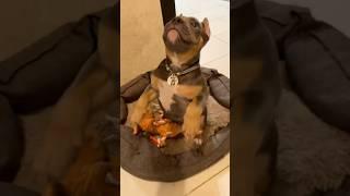 Ну зайка, зайка️, не поспоришь Айза, Геленджик #питомниксобак #americanbully
