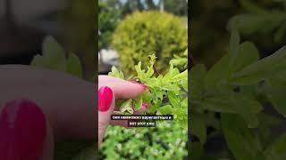 Ива Хакуро-нишики #сад #greenlife #дача #зеленаяжизнь #ивахакуронишики #цветы
