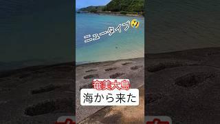 奄美大島はやっ！