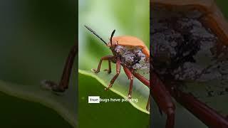 here are some facts about the order Hemiptera #entomology #insects #news #education #trendingshorts