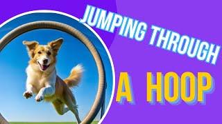 3 Easy Steps To Teach A Dog To Jump Through A Hoop