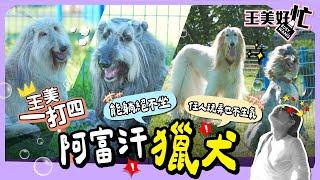 狗界超模 阿富汗獵犬 貴族出巡 王思佳女僕初體驗！【 萌期間限定 】 萌寵明星粗乃玩 特別企劃 @haveapetday