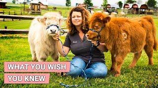 MINI COW -Things You MUST Know Before Adopting | Mini Cow As Pet