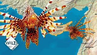 How Lionfish Took over the Mediterranean Sea | Wild to Know