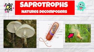 Saprotrophs Examples-Decomposers-Fungi-Bacteria-Water mold