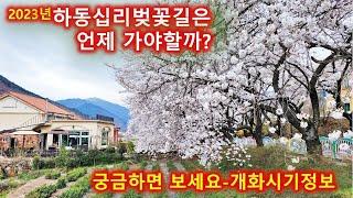 2023년 하동십리벚꽃 개화시기/올해 벚꽃 개화시기가 정말 빨라요