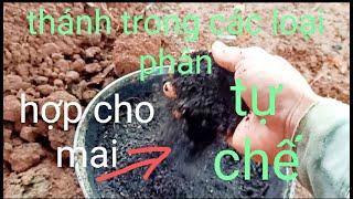 Thánh phân tự chế dành cho mai