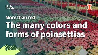 More than red: The many colors and forms of poinsettias | #GoodGrowing