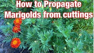 How to propagate Marigolds from Cuttings - the home gardening channel