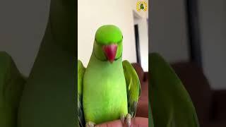 Wassup Kiwiiii????#shorts #parrot