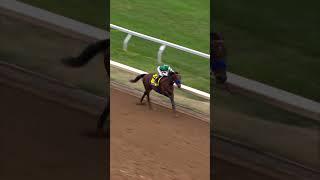 Flightline OBLITERATES the Breeders' Cup Classic
