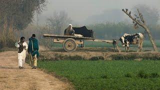 Beautiful Village Life of Punjab Pakistan | Beautiful Pakistan | Explore Pakistan