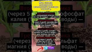 Моя схема подкормок маленькой рассады томатов! #shorts #подкормкарассады