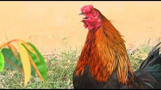 Những Tiếng Gà Gáy Hợp Thành Khúc Nhạc Hay/ The Crows of the Cock Make a Good Music/ Tung vlog