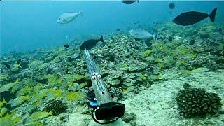 Hawaii Spearfishing For The Most Underrated Fish On The Reef!