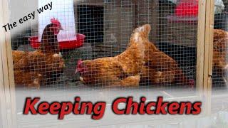 Keeping Chickens for Beginners | My Daily Routine | UK