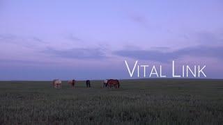 Vital Link