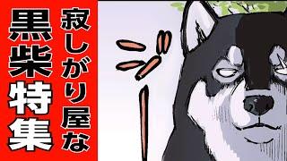 寂しいけど素直になれない黒柴まとめ【世界の終わりに柴犬と】