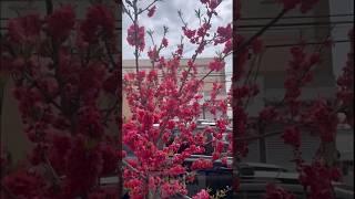 Cherry blossom is here  #newyork #flowers #cherryblossom #cherryblossomchannel #vlog #vlogs #nyc