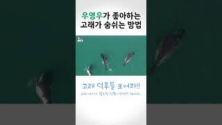 우영우 변호사도 놀랄 고래썰, 지금은 고래 얘기가 필요한 상황