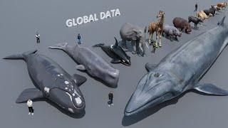 Mammal Size comparison 3D | 3d Animation Size Comparison