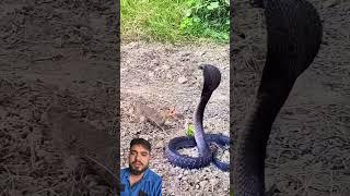 Duckling saves seriously injured cat  #DuckRescue #CuteAnimals #AnimalRescue