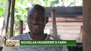 Harvest Money: Muheirwe's 16-cow farm transforms his life; retires from formal job