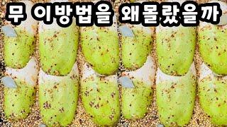 무 이걸 왜 몰랐죠 이렇게 맛있다니 놀랍습니다 한통 가득 만들어도 금방 다 먹어버립니다