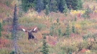 960 yard 338 Lapua Alaskan moose down