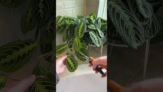 Maranta Propagation