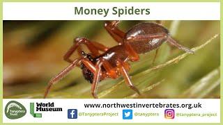 UK Money Spiders