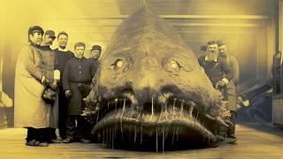 Terrifying Sea Creatures Reported In Classified Navy Files