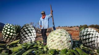 The Life of Tequila｜Planting Growing and Harvesting Agave in Modern Agriculture