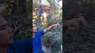 BONSAI DEFOLIATION #shortsvideo #shortvideo #shorts ##short #viralvideo #bonsai