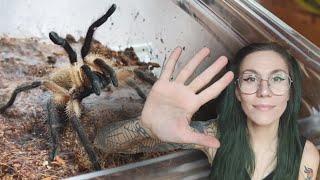 Top 5 *VENOMOUS* Baboon Tarantulas (for beginners)