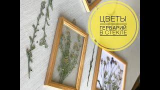Цветы в рамке | Гербарий в стекле | Home and garden | Herbarium